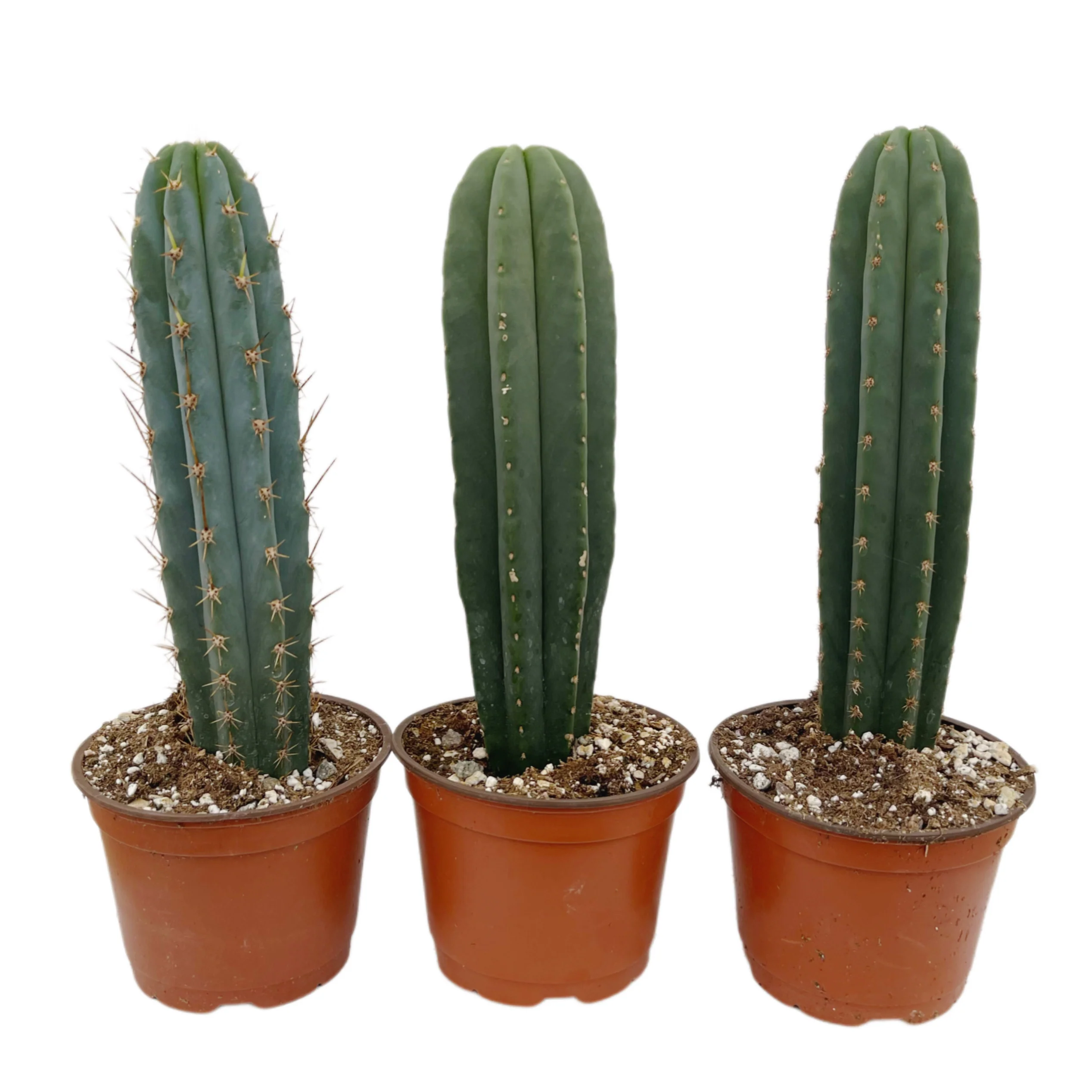 Non-PC San Pedro Cactus